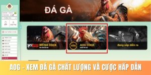 đá gà - 79king