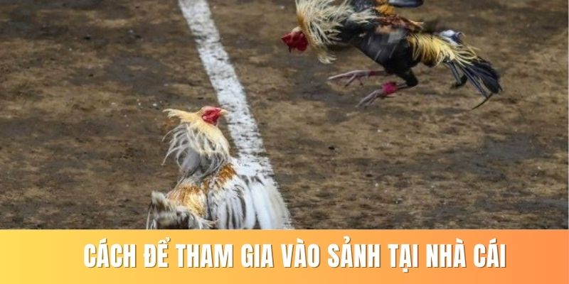 Aog - Xem Đá Gà Chất Lượng Và Cược Hấp Dẫn Tại 79king