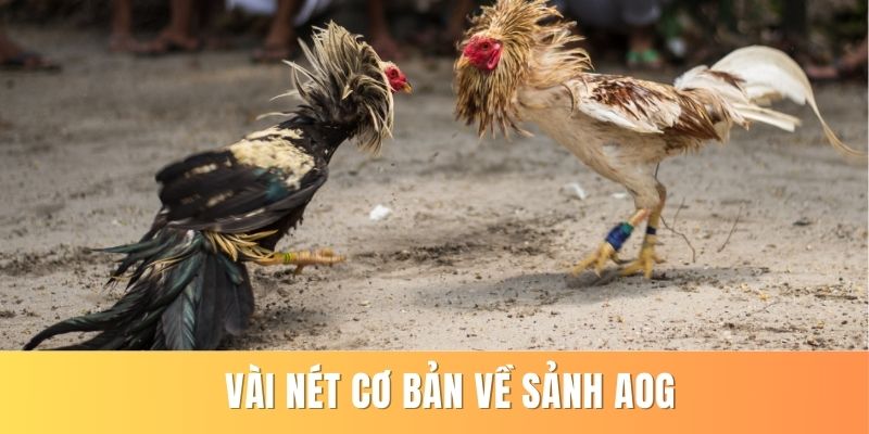 Aog - Xem Đá Gà Chất Lượng Và Cược Hấp Dẫn Tại 79king